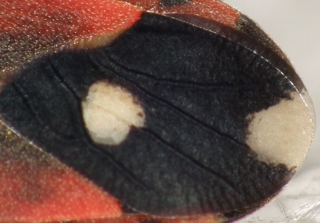 Lygaeidae:   Horvathiolus superbus